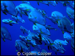 School of Batfish. Taken in Shark Reef in Sharm El Sheikh. by Cigdem Cooper 